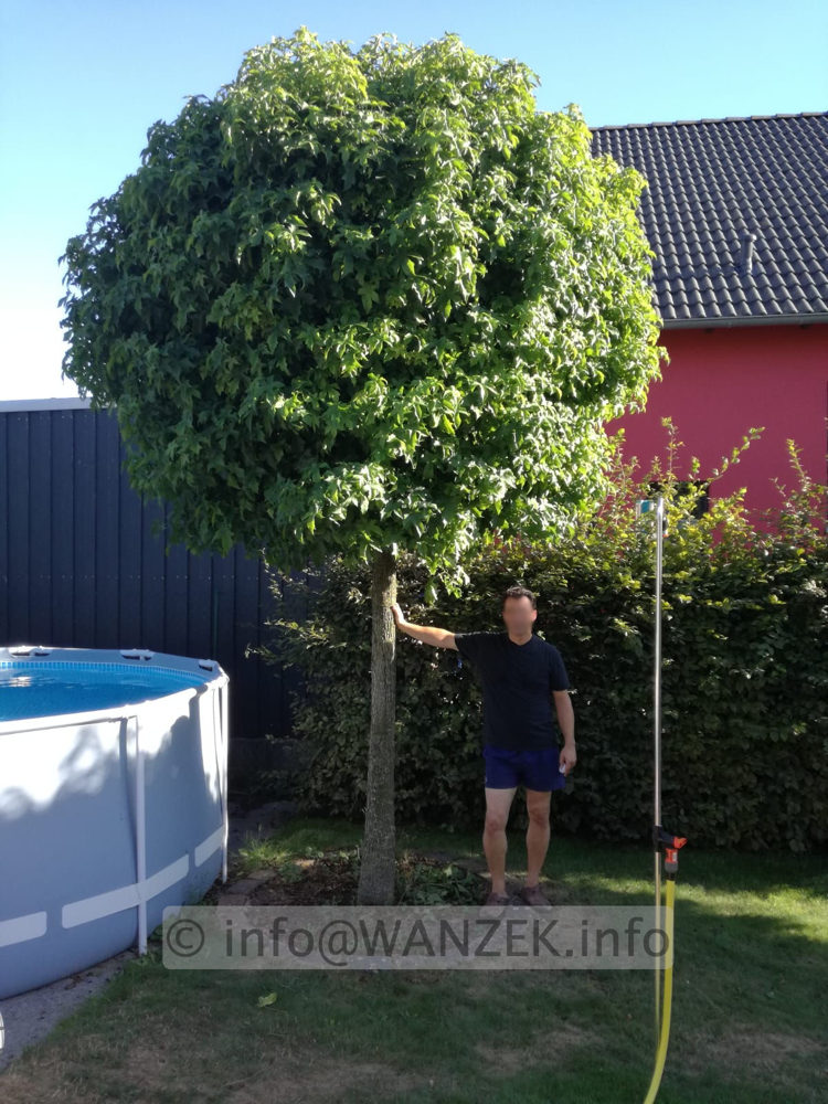 Liquidambar styraciflua Gum Ball Solitaerbaum.jpeg